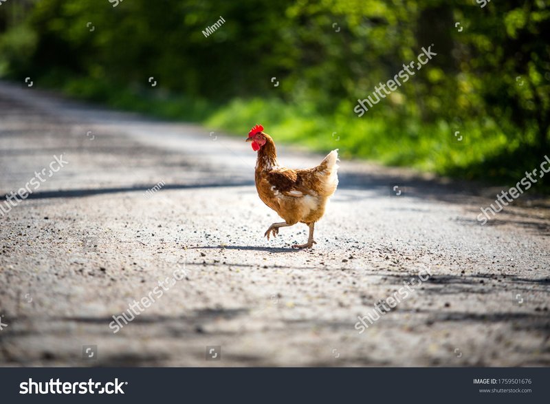 Learn about chicken road españa