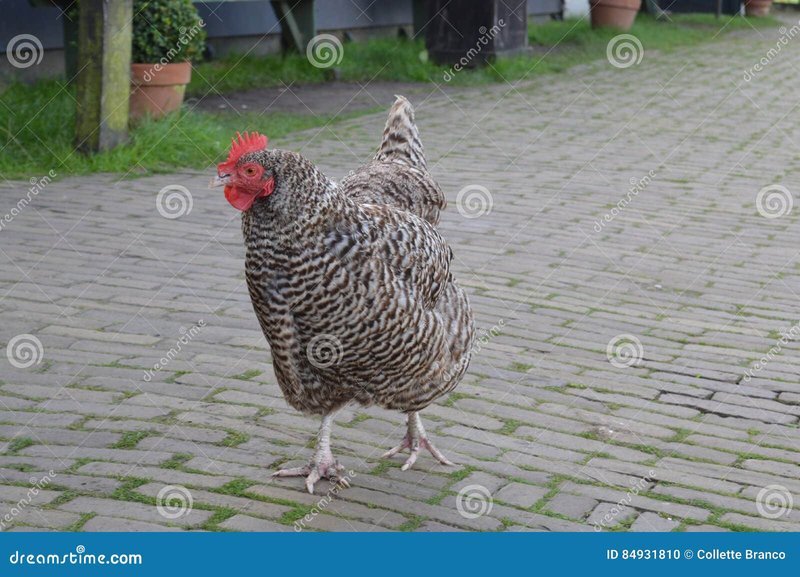 Welkom op de Echte Chicken Road Gokspel Online in Nederland - overview