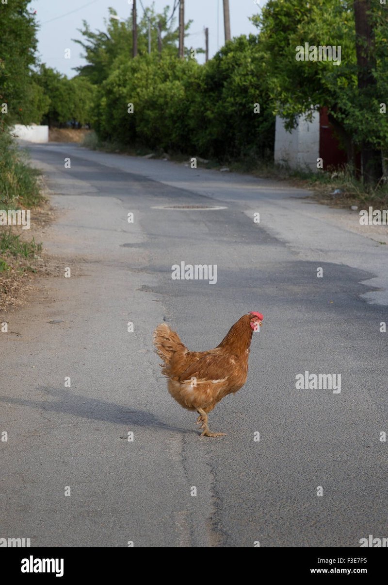 Conoce las Reglas y Estrategias para Jugar a Chicken Road en España